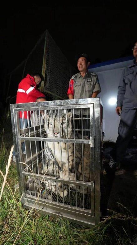 西宁野生动物园：逃匿的雪豹“闹闹”被成功救回