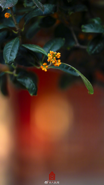 故宫的桂花香气要溢出屏幕了