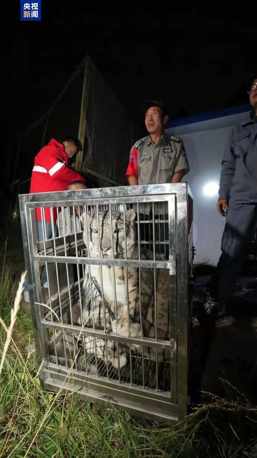 野生动物园16岁雪豹逃匿！相当于人类80岁……被捕后眼神亮了