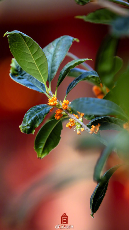 故宫的桂花香气要溢出屏幕了