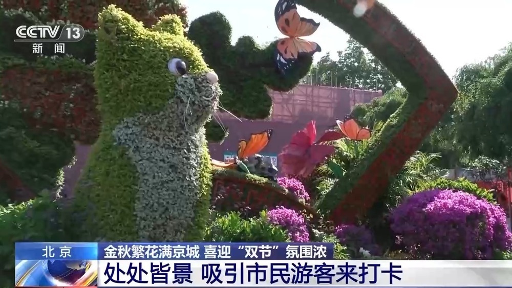 闻桂香、赏菊海、拍“萌宠” 北京秋花进入盛花期 闻桂香、赏菊海、拍“萌宠” 北京秋花进入盛花期