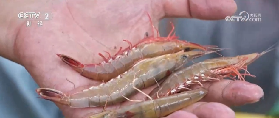 美食市集、海上捕捞、旖旎山水……各地打造独特文旅IP 点亮金秋多彩假期