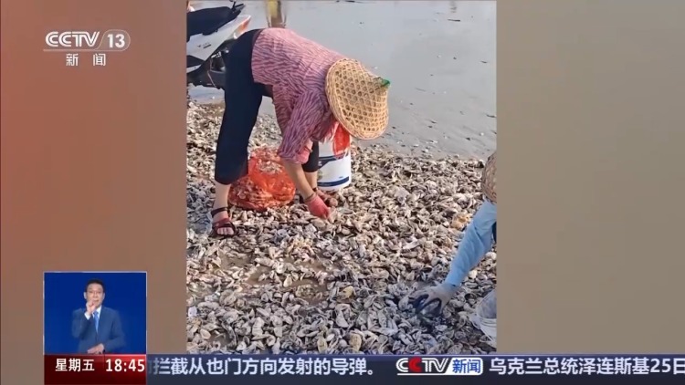 台风过后海滩上出现的“海鲜大礼”能吃吗？有何健康隐患？