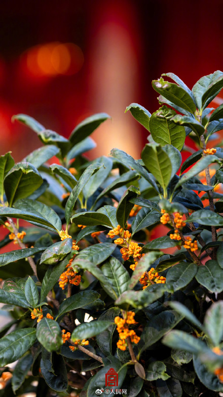 故宫的桂花香气要溢出屏幕了