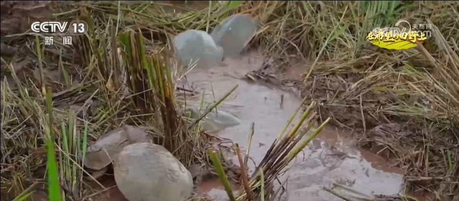 希望的田野满满“科技范” 智慧农业绘就千里沃野好“丰”景