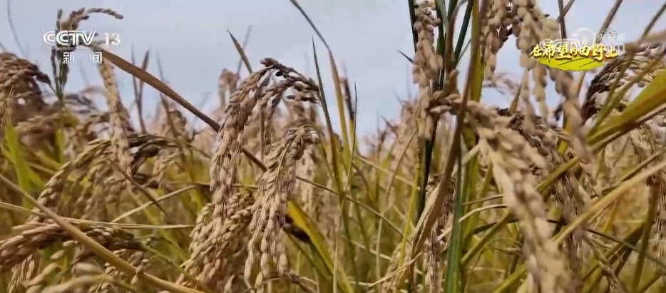 希望的田野满满“科技范” 智慧农业绘就千里沃野好“丰”景