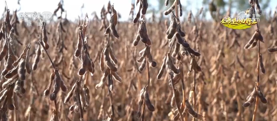 希望的田野满满“科技范” 智慧农业绘就千里沃野好“丰”景