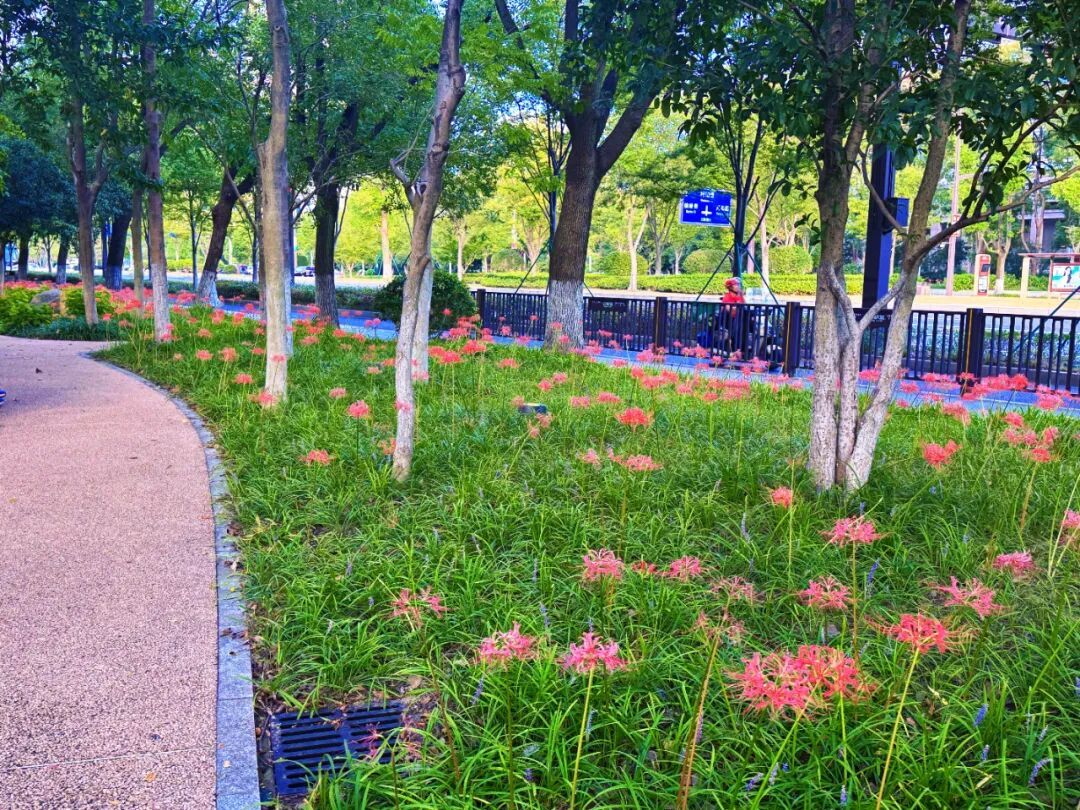 街头大量出现，超美！有毒，别碰！