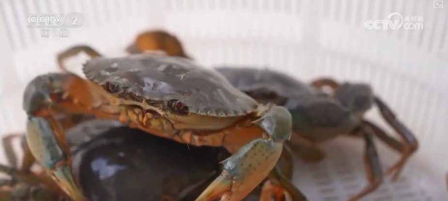 科技赋能点沙成“金” 盐碱地变蟹池撑起养殖户“钱袋子”