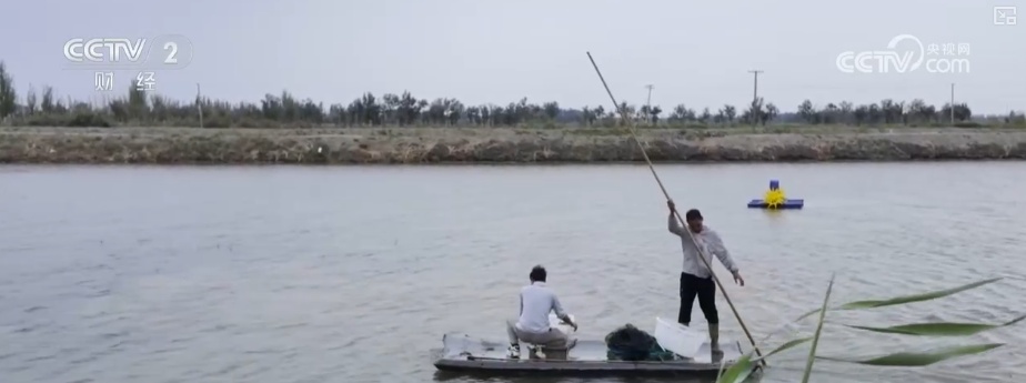 科技赋能点沙成“金” 盐碱地变蟹池撑起养殖户“钱袋子”