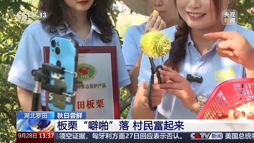 古法晒虾、板栗烧鸡 各地宝藏秋日鲜味已上桌