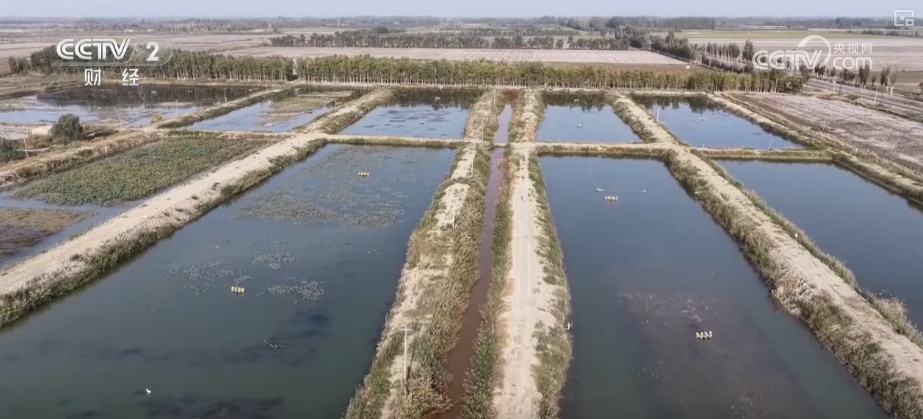 科技赋能点沙成“金” 盐碱地变蟹池撑起养殖户“钱袋子”