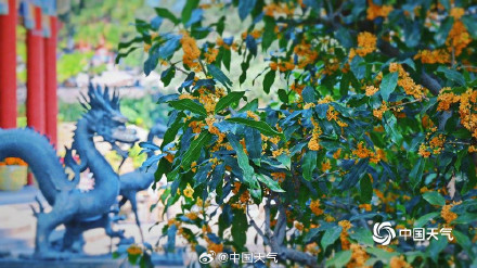 北京颐和园金桂映古建 中秋意渐浓