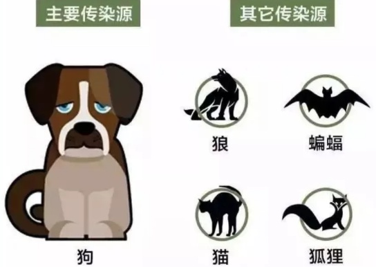 什么?狂犬病的头号元凶不是狗?最要警惕的动物竟然是它→ 什么?狂犬病的头号元凶不是狗?最要警惕的动物竟然是它→