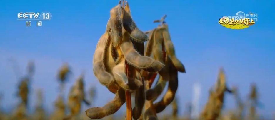 希望的田野满满“科技范” 智慧农业绘就千里沃野好“丰”景