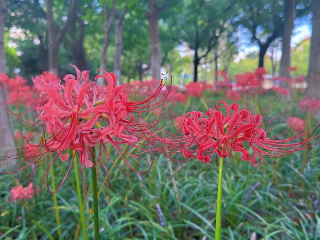 街头大量出现，超美！有毒，别碰！