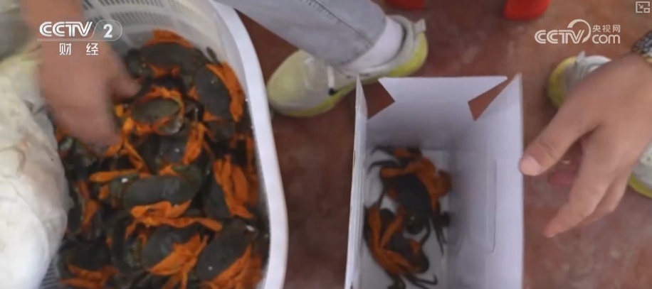 科技赋能点沙成“金” 盐碱地变蟹池撑起养殖户“钱袋子”