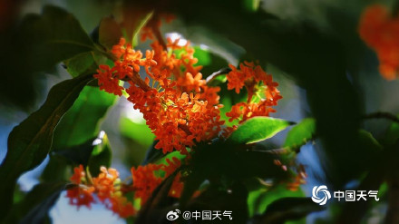 北京颐和园金桂映古建 中秋意渐浓