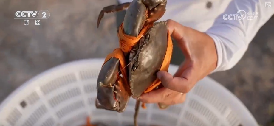 科技赋能点沙成“金” 盐碱地变蟹池撑起养殖户“钱袋子”