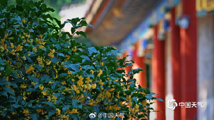 北京颐和园金桂映古建 中秋意渐浓