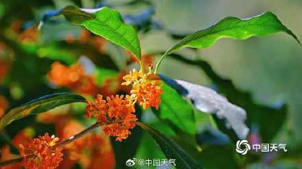 北京颐和园金桂映古建 中秋意渐浓
