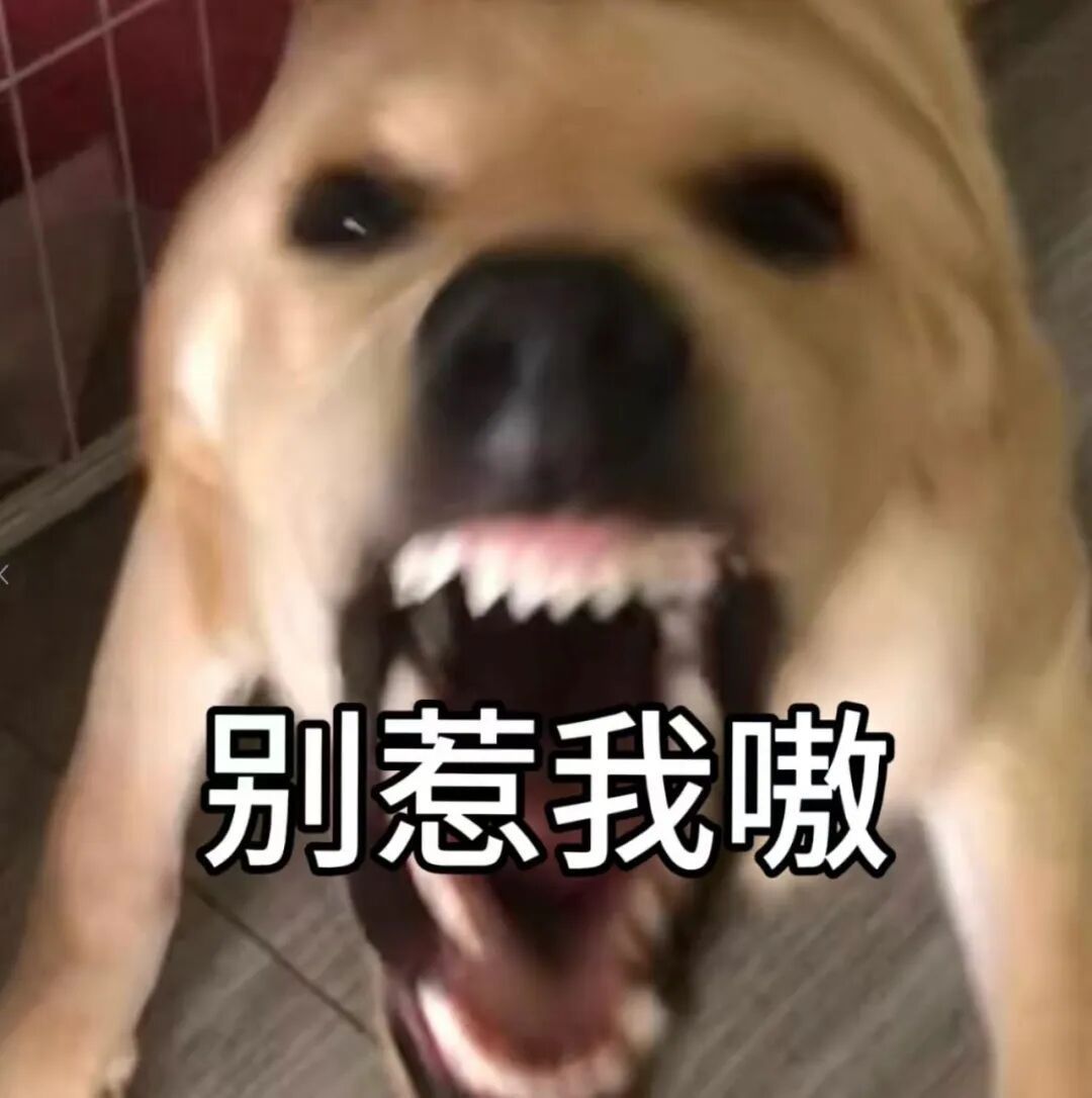 什么?狂犬病的头号元凶不是狗?最要警惕的动物竟然是它→ 什么?狂犬病的头号元凶不是狗?最要警惕的动物竟然是它→