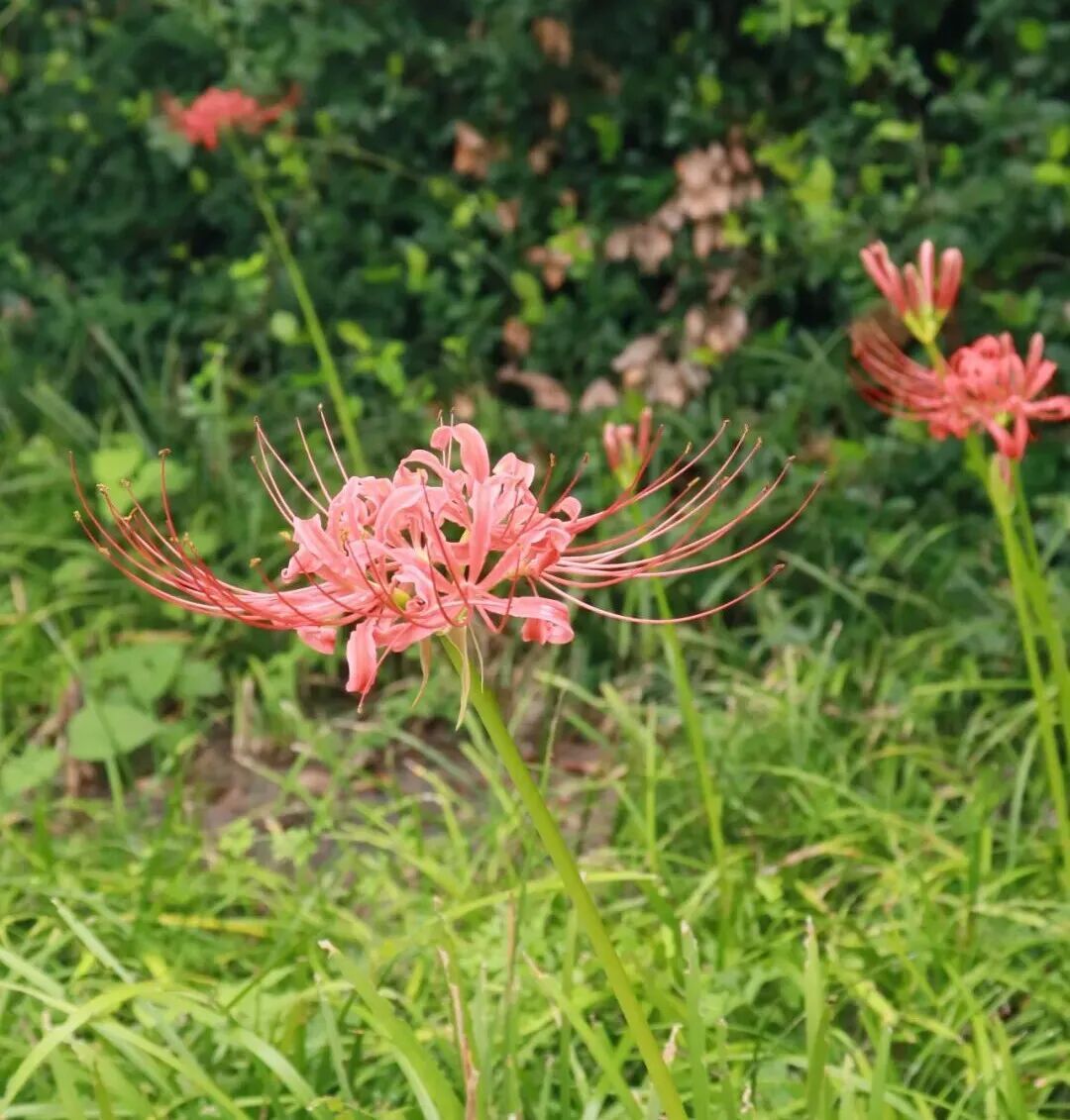 街头大量出现，超美！有毒，别碰！