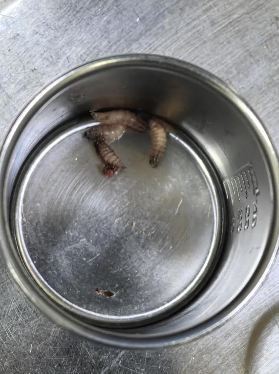 吓坏家人!七旬大爷被发现肚脐里有活蛆蠕动……专家:皮肤皱褶处易成为寄生虫“乐园” 吓坏家人!七旬大爷被发现肚脐里有活蛆蠕动……专家:皮肤皱褶处易成为寄生虫“乐园”