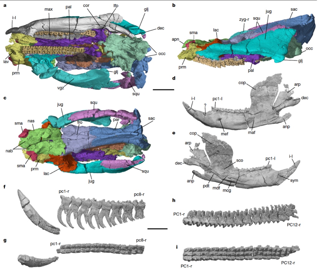 “老化石”里发现“新秘密”:新成果破解多项生命演化之谜 “老化石”里发现“新秘密”:新成果破解多项生命演化之谜