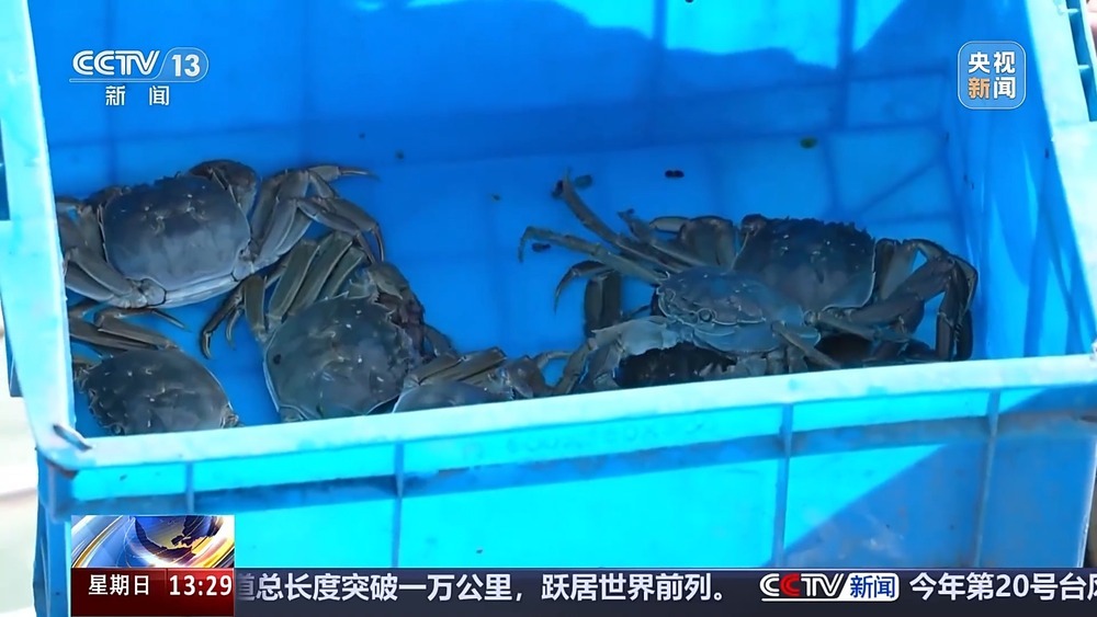 古法晒虾、板栗烧鸡 各地宝藏秋日鲜味已上桌