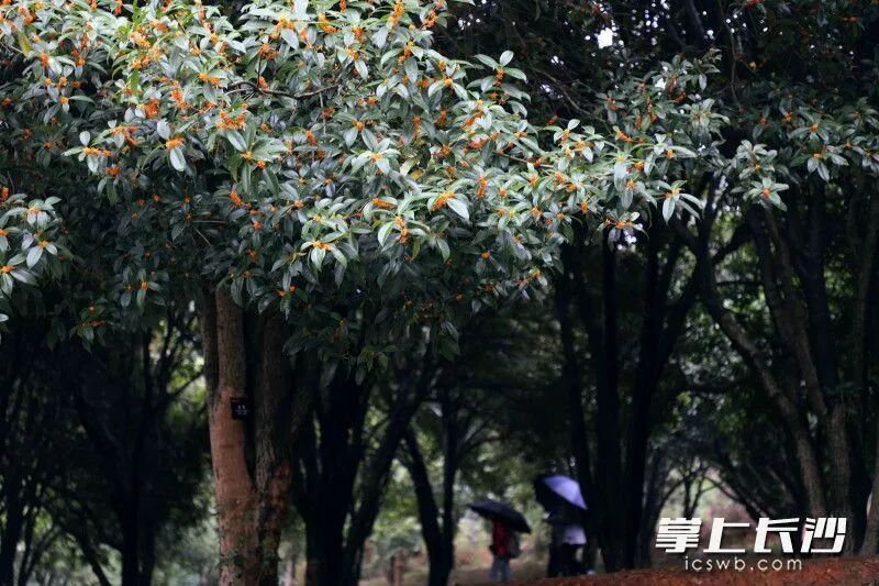 长沙满城都是！医生提醒：不要吃