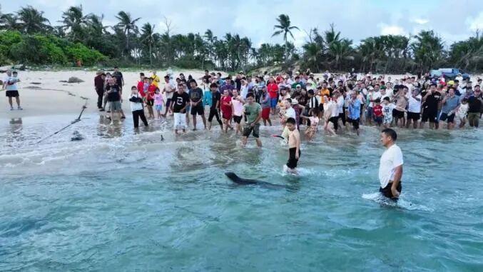 走红海南的海豹“阿侬”，被救治后怎么样了？