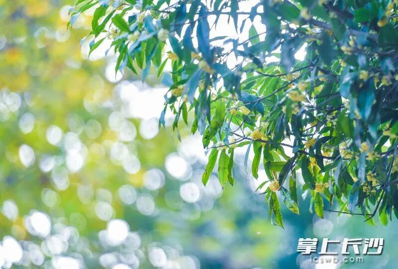 长沙满城都是！医生提醒：不要吃