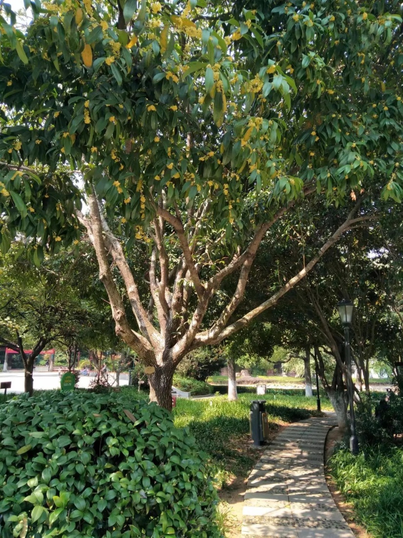 长沙满城都是！医生提醒：不要吃