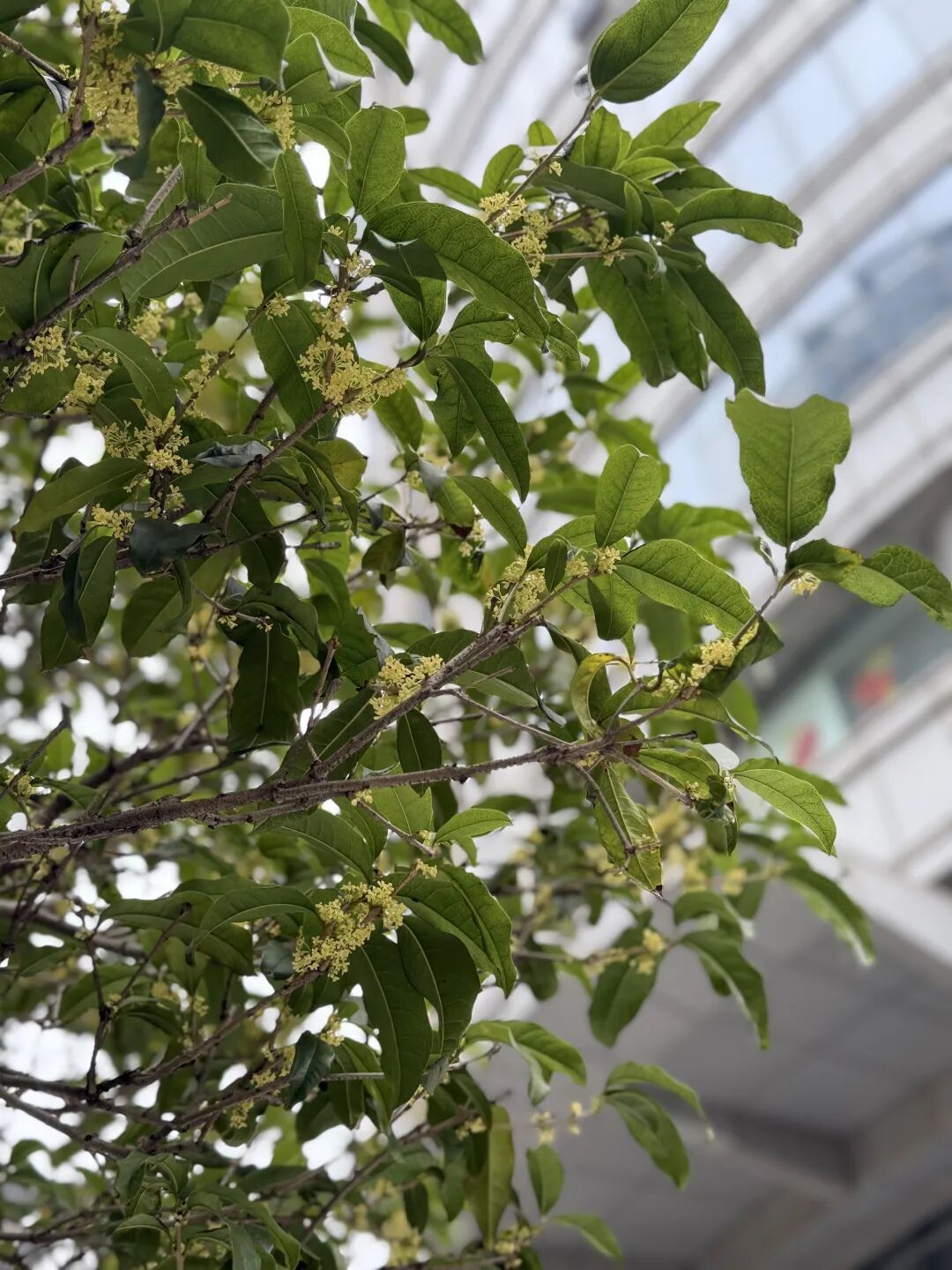 长沙满城都是！医生提醒：不要吃