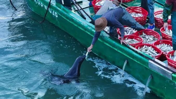 走红海南的海豹“阿侬”，被救治后怎么样了？