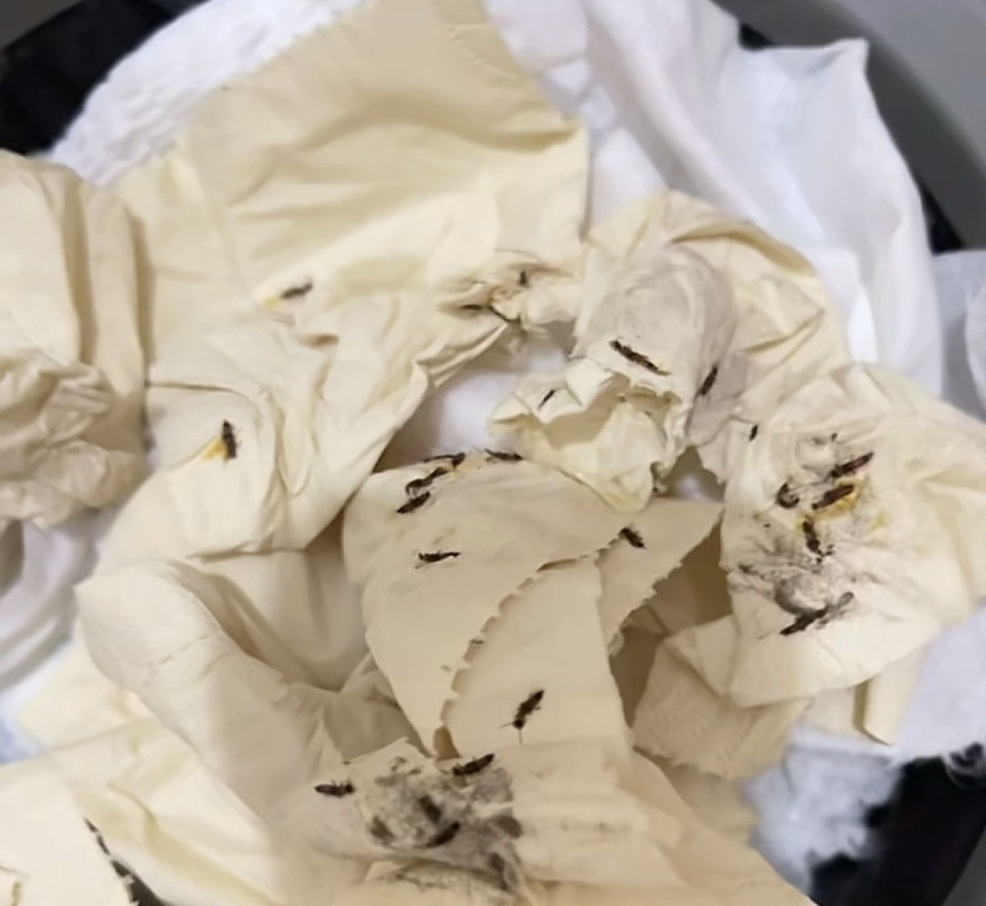 雨后突然大量出现！紧急提醒：遇到这种虫，千万别拍！