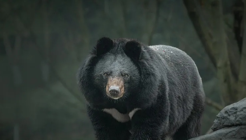 孕妇被熊猛啃脑袋,造成严重撕裂!秋季警惕“熊出没”! 孕妇被熊猛啃脑袋,造成严重撕裂!秋季警惕“熊出没”!