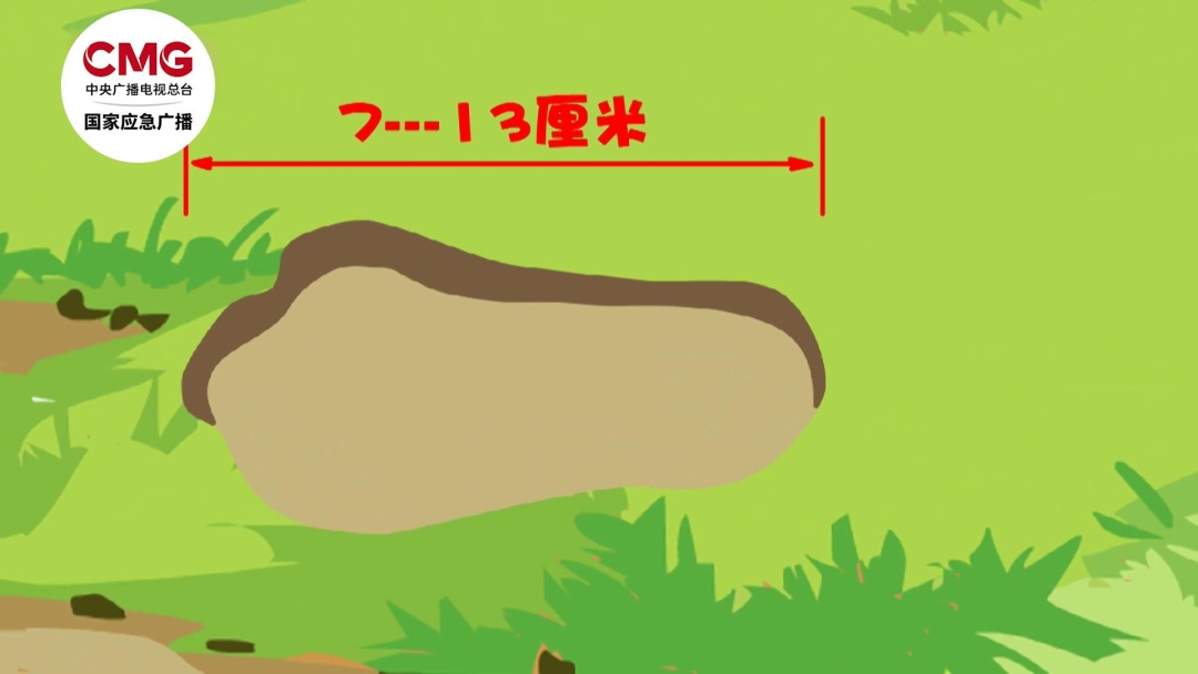 孕妇被熊猛啃脑袋,造成严重撕裂!秋季警惕“熊出没”! 孕妇被熊猛啃脑袋,造成严重撕裂!秋季警惕“熊出没”!