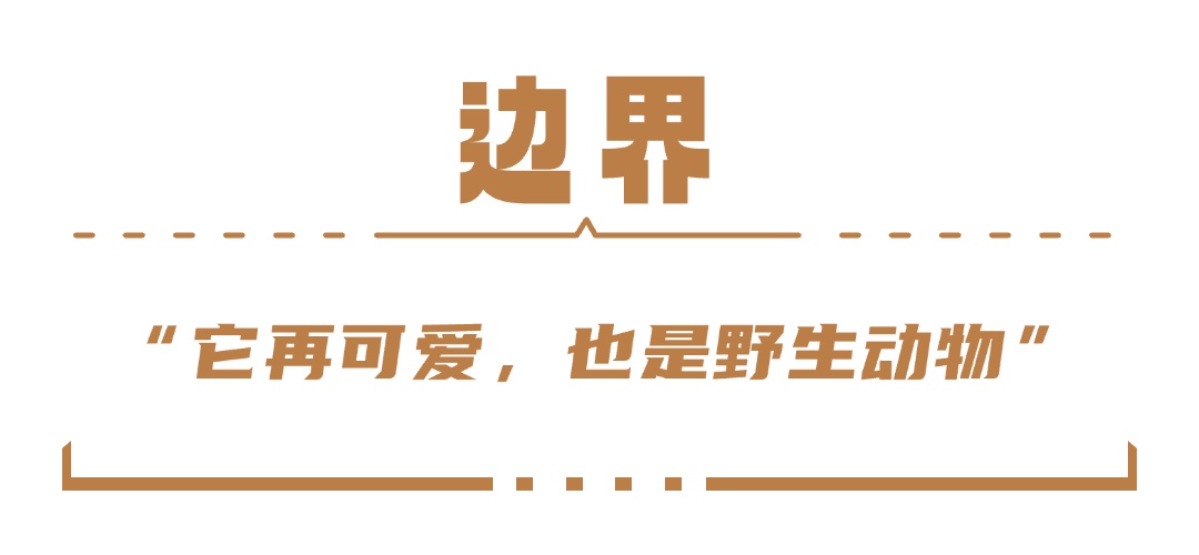 走红海南的海豹“阿侬”，被救治后怎么样了？