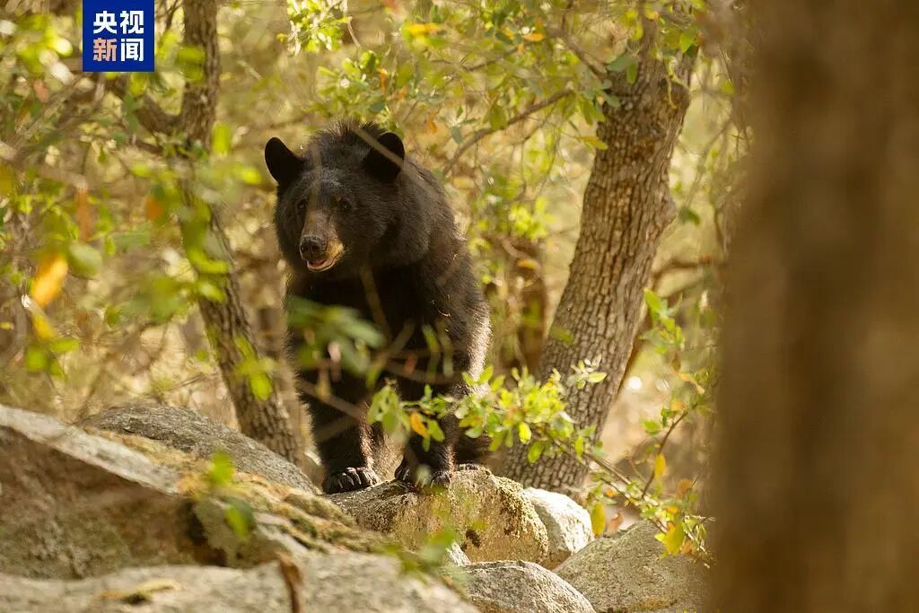 孕妇被熊猛啃脑袋,造成严重撕裂!秋季警惕“熊出没”! 孕妇被熊猛啃脑袋,造成严重撕裂!秋季警惕“熊出没”!