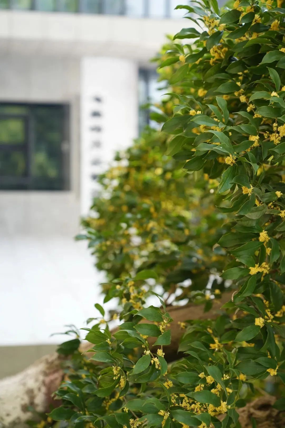 长沙满城都是！医生提醒：不要吃
