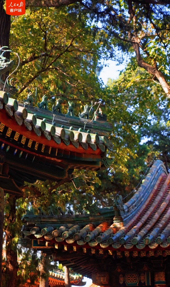 久等了！故宫“神秘花园”重新开放，美景抢先看