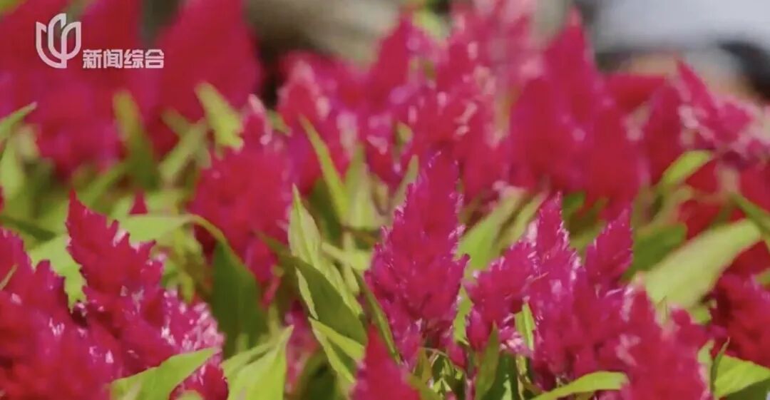 上海人快抬头！高架上这幕被刷爆！有人吐槽太浪费？这笔开销算明白了