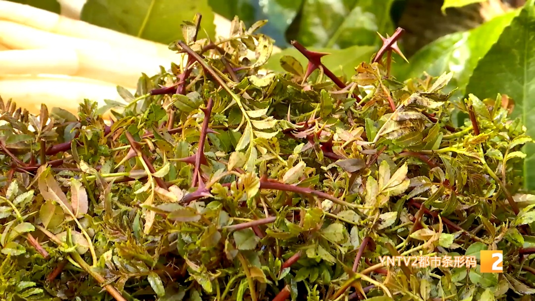 吃花！吃叶！吃草！云南人的餐桌香了香……游客：这儿的蔬菜比表情包还鲜亮……