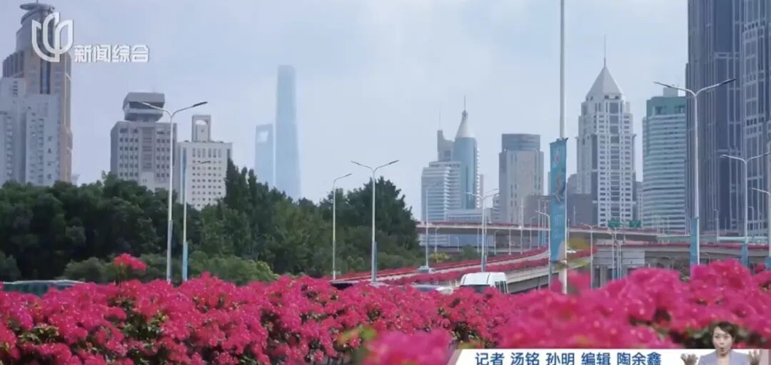 上海人快抬头！高架上这幕被刷爆！有人吐槽太浪费？这笔开销算明白了