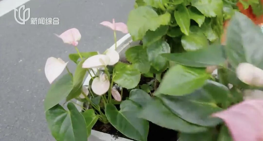 上海人快抬头！高架上这幕被刷爆！有人吐槽太浪费？这笔开销算明白了