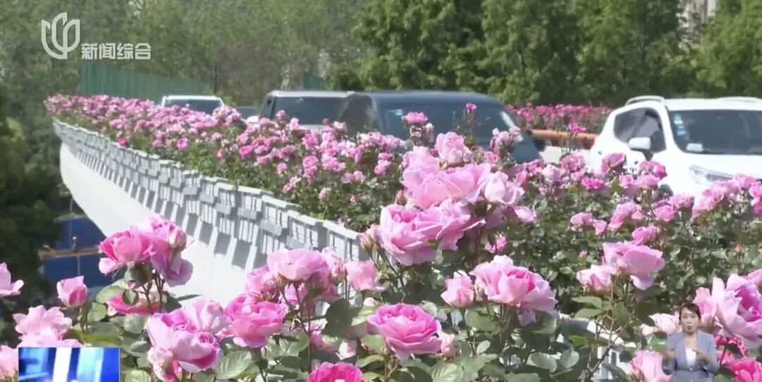 上海人快抬头！高架上这幕被刷爆！有人吐槽太浪费？这笔开销算明白了