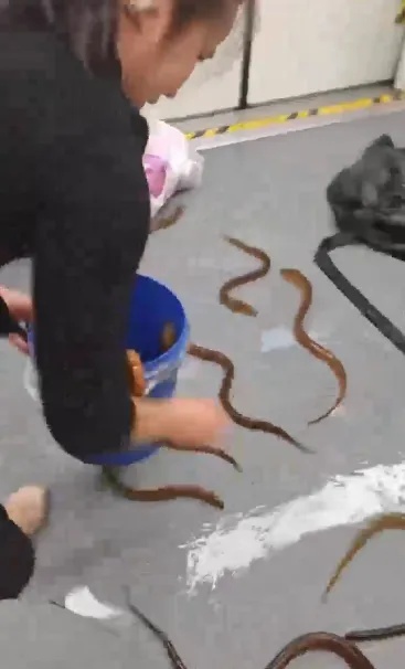上海地铁这一幕惊呆！十几条黄鳝在车厢游窜！乘客尖叫...重要提醒