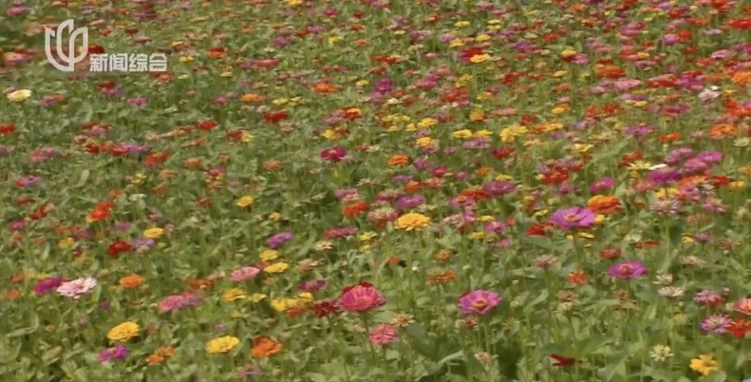 上海人快抬头！高架上这幕被刷爆！有人吐槽太浪费？这笔开销算明白了